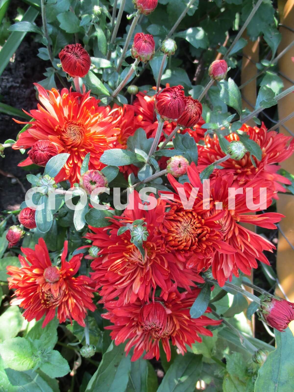 Хризантема корейская «Горицвет» Хризантема корейская «Горицвет»